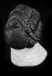 Curled Phacops Trilobite On Limestone Pedastal #25919-1